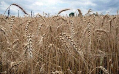 Farine : intérêt des grains de blés ancestraux