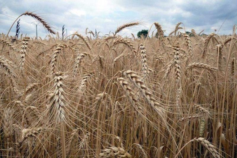Farine : intérêt des grains de blés ancestraux